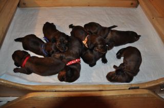 jamniki szczeni�ta